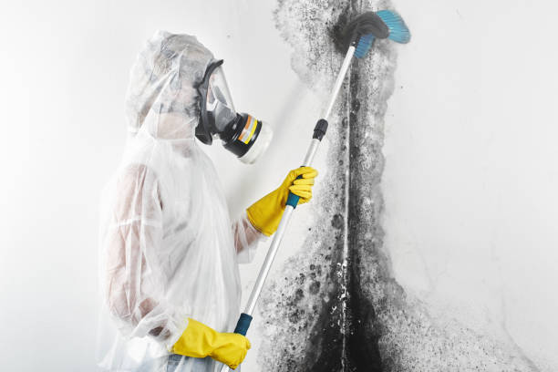 Best Mold Prevention Services  in Panaca, NV