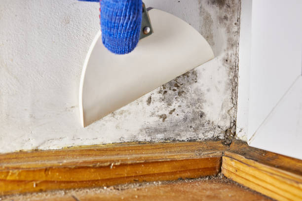 Best Attic Mold Removal  in Panaca, NV